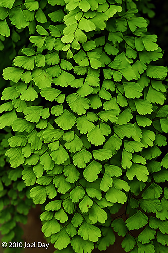 Maidenhair Fern (Adiantum sp.) — Royal Tasmanian Botanical Gardens, Hobart, Tasmania