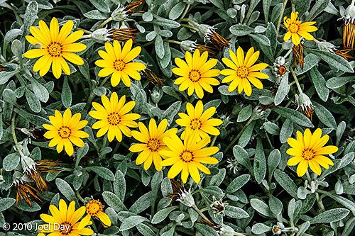 Treasure Flower (Gazania rigens) — Royal Tasmanian Botanical Gardens, Hobart, Tasmania