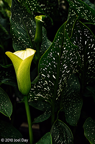 Calla Lily (Zantedeschia sp.) — Royal Tasmanian Botanical Gardens, Hobart, Tasmania