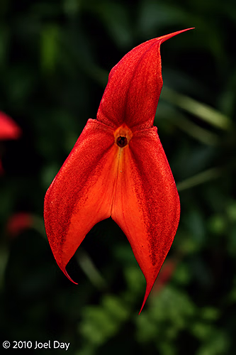 Masdevallia Orchid (Masdevallia sp.) — Royal Tasmanian Botanical Gardens, Hobart, Tasmania