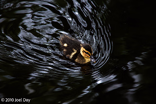 Pacific Black Duck Duckling (Anas superciliosa) — Royal Tasmanian Botanical Gardens, Hobart, Tasmania