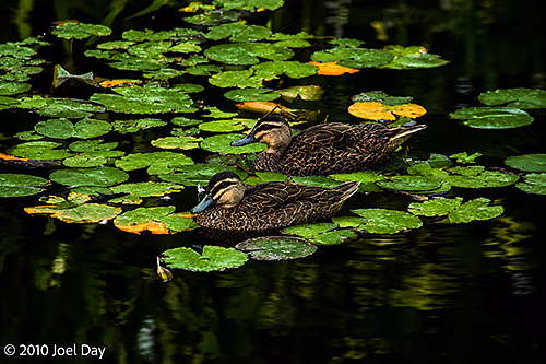 Pacific Black Ducks (Anas superciliosa) among Water Lilies — Royal Tasmanian Botanical Gardens, Hobart, Tasmania