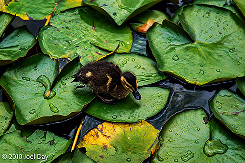 Pacific Black Duck Duckling (Anas superciliosa) among Water Lilies — Royal Tasmanian Botanical Gardens, Hobart, Tasmania