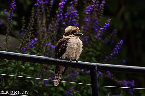 Kookaburra at the Royal Tasmanian Botanical Gardens, Hobart, Tasmania