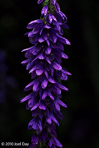 Purple Bellflower (Campanula sp.) in Flower — Royal Tasmanian Botanical Gardens, Hobart, Tasmania