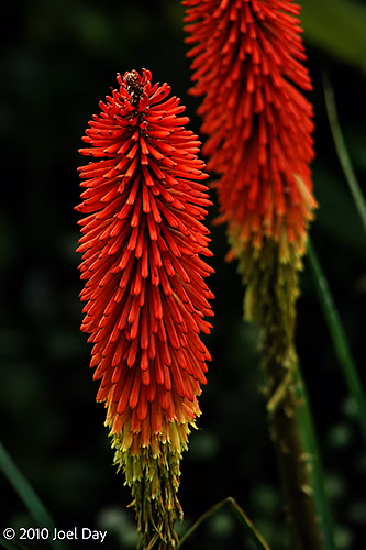 Red Hot Poker (Kniphofia sp.) in Flower — Royal Tasmanian Botanical Gardens, Hobart, Tasmania