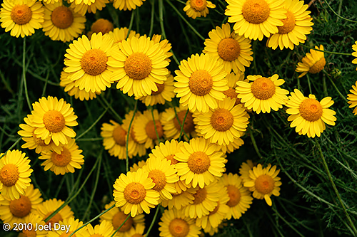 Golden Marguerite (Cota tinctoria) in Flower — Royal Tasmanian Botanical Gardens, Hobart, Tasmania