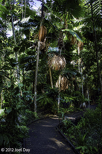 Boardwalk through rainforest in Daintree National Park, Queensland