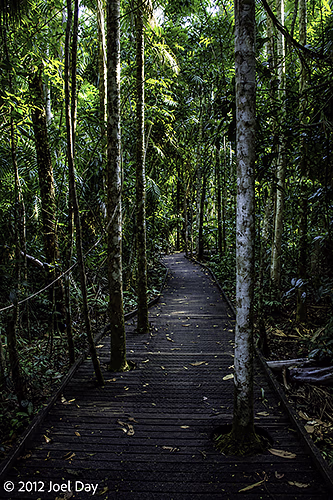 Boardwalk through rainforest in Daintree National Park, Queensland