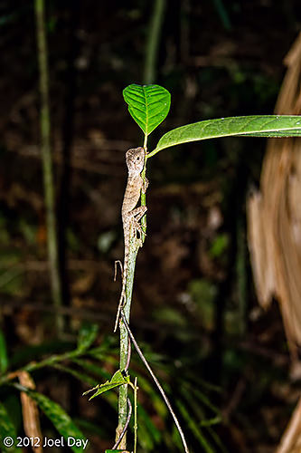 Juvenile Forest Dragon in rainforest in Daintree National Park, Queensland