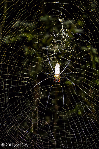 Giant Golden Orb-weaver (Trichonephila pilipes) cleaning web in rainforest in Daintree National Park, Queensland