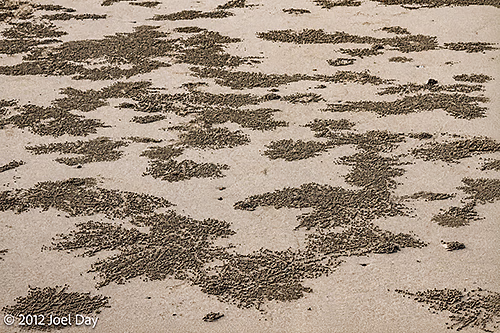 Emptied out crab holes on beach in Cape Tribulation, Daintree National Park, Queensland