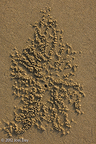 Emptied out crab hole on beach in Cape Tribulation, Daintree National Park, Queensland