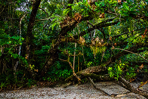Rainforest at Cape Tribulation, Daintree National Park, Queensland