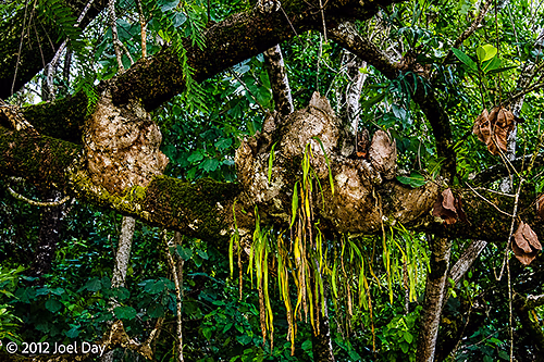 Rainforest at Cape Tribulation, Daintree National Park, Queensland