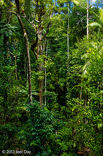 Rainforest at Cape Tribulation, Daintree National Park, Queensland
