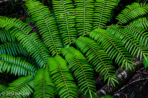 Bird's Nest Fern in the rainforest at Cape Tribulation, Daintree National Park, Queensland