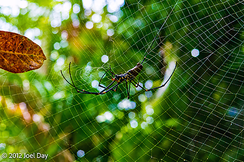 Giant Golden Orb-weaver (Trichonephila pilipes) cleaning web in rainforest in Daintree National Park, Queensland