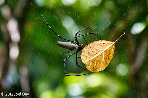 Giant Golden Orb-weaver (Trichonephila pilipes) cleaning web in rainforest in Daintree National Park, Queensland