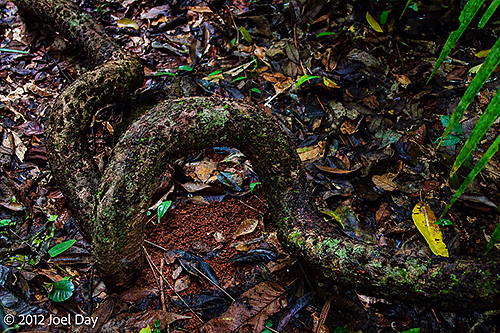 Rainforest roots at Cape Tribulation, Daintree National Park, Queensland