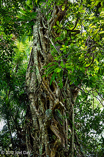 Rainforest at Cape Tribulation, Daintree National Park, Queensland