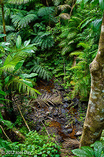 Rainforest at Cape Tribulation, Daintree National Park, Queensland