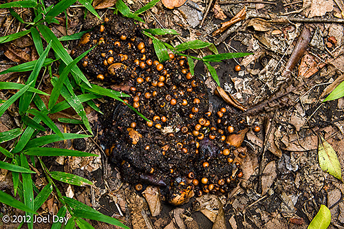 Cassowary scat in the rainforest at Cape Tribulation, Daintree National Park, Queensland