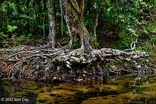 Swimming hole upstream from crocodiles in rainforest in Daintree National Park, Queensland