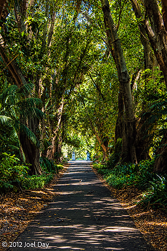 Adelaide Botanic Garden