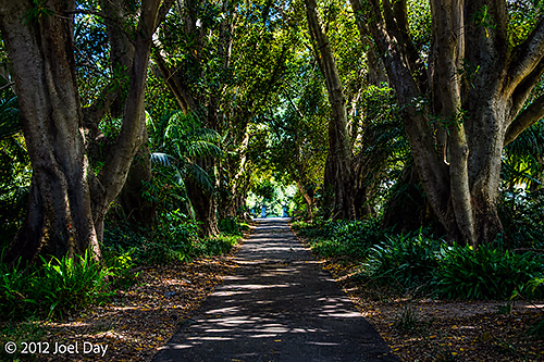 Adelaide Botanic Garden