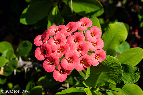 Blossoms at the Adelaide Botanic Garden