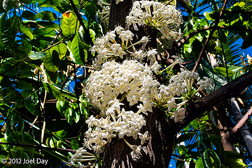 Blossoms at the Adelaide Botanic Garden