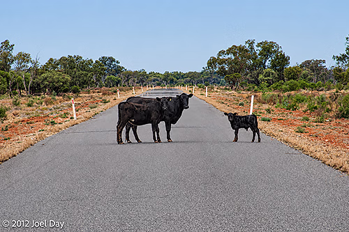 Why you don't drive at night in Outback Australia