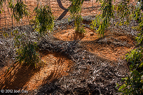Bushland at Emmdale Roadhouse Campground next to Paroo-Darling National Park - Coonavitra