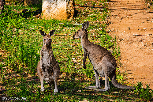 Kangaroos at Carnarvon National Park, Queensland