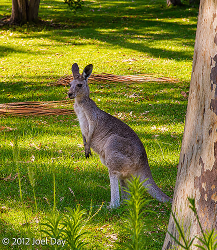 Kangaroo at Carnarvon National Park, Queensland