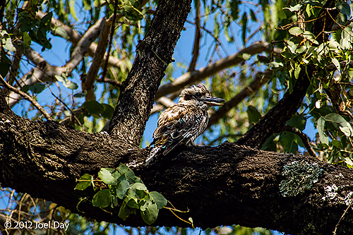 Kookaburra sitting in old gum tree