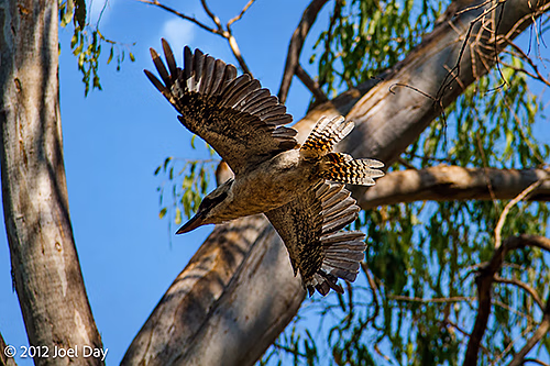 Kookaburra in flight