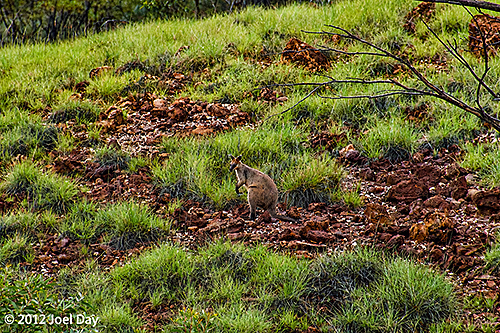 Wallaby in Porcupine Gorge National Park, Queensland