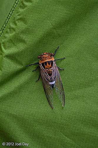 Giant cicada resting on my tent in Charters Towers, Queensland