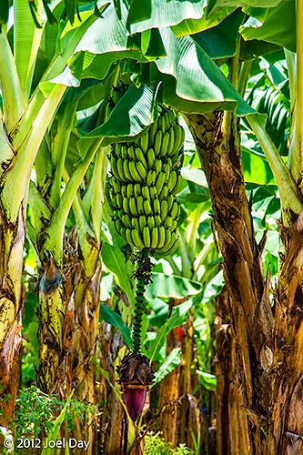 Queensland Banana Plantation