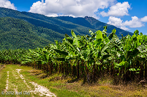 Queensland Banana Plantation