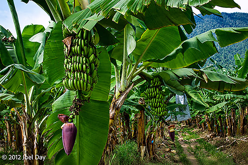 Queensland Banana Plantation