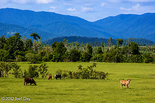 Atherton Tablelands outside Cairns, Queensland