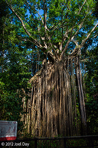 500-year-old Curtain Fig Tree in Atherton Tablelands outside Cairns, Queensland