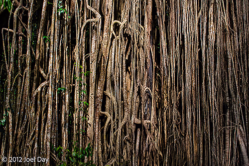 500-year-old Curtain Fig Tree in Atherton Tablelands outside Cairns, Queensland