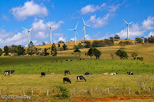 Windmills and Dairy Cows in the Atherton Tablelands outside Cairns, Queensland