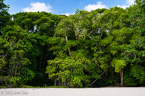 Rainforest at Cape Tribulation, Daintree National Park, Queensland