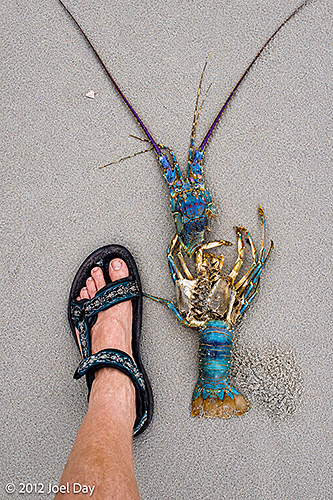 Dead lobster on beach at Cape Tribulation, Daintree National Park, Queensland
