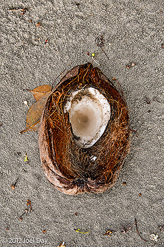 Coconut on beach at Cape Tribulation, Daintree National Park, Queensland